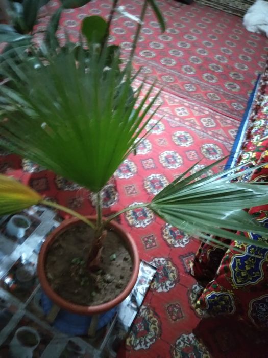 Гуллар цветы домашные хонаTabby òģitlar blan parvarishlangan xona gu