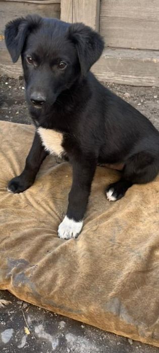 Очень милые Щенки