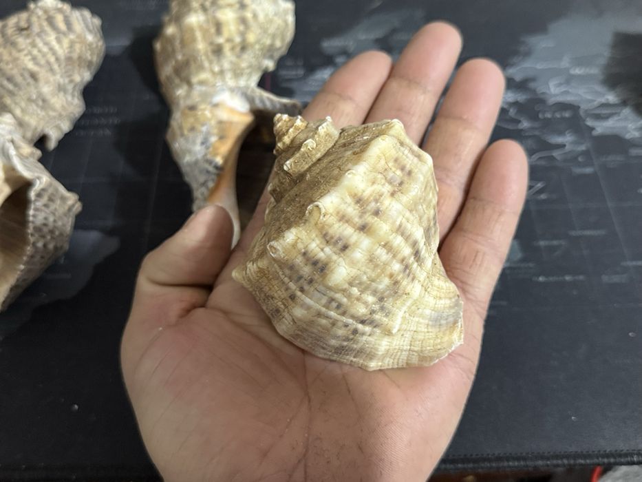 Dengiz rakushkalari Морские ракушки