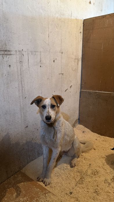 Две подружки на пристройство