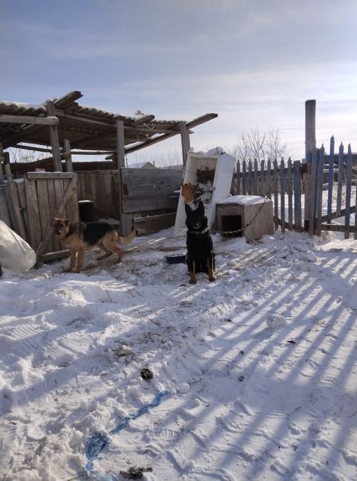 Продам щенков авчарки