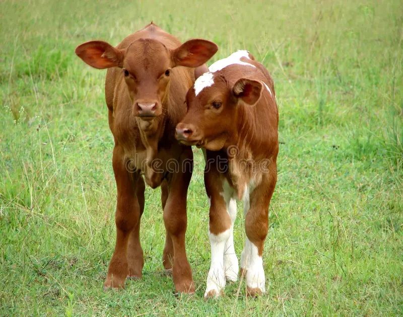 Vițel Angus de 2 ani – 500–600 kg | 20 lei/kg