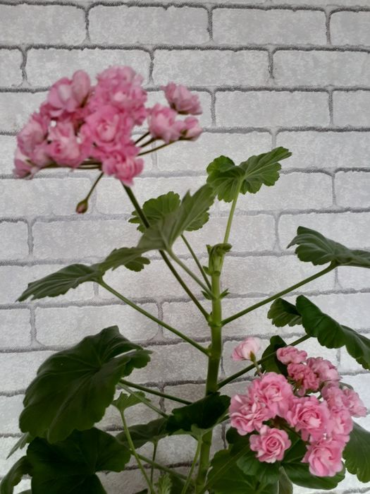 Продам комнатные растения