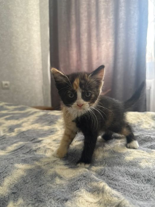 Котята в хорошие руки