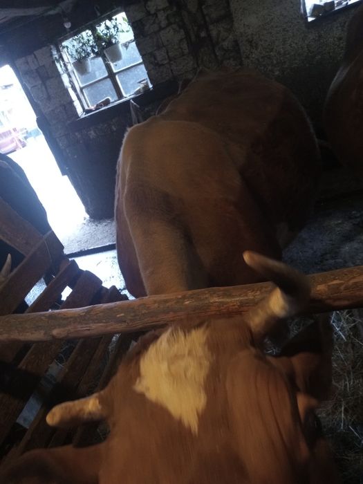 Vaca gestantă in luna 9