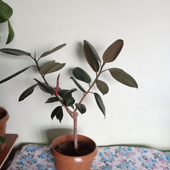 Gullar Qora shaxzoda