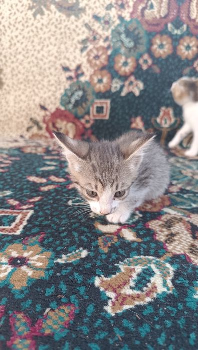 Отдам котята в хорошие руки