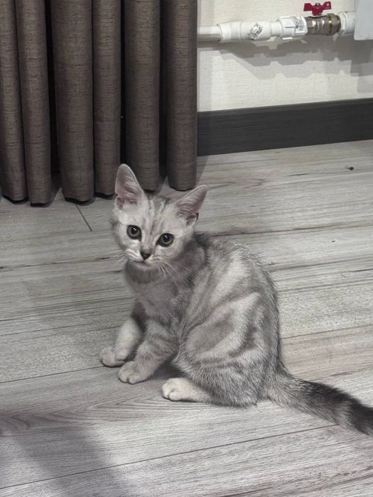 Котенок шотландский