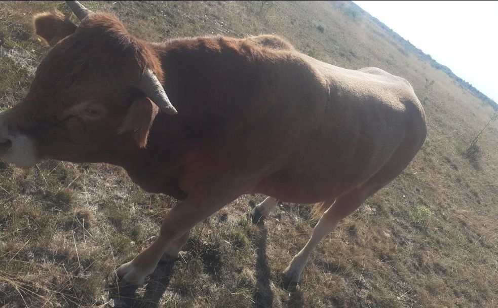 Tauras  Limousine  de vânzare