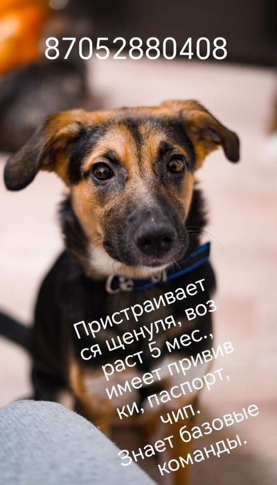 Отдадим песика в добрые руки