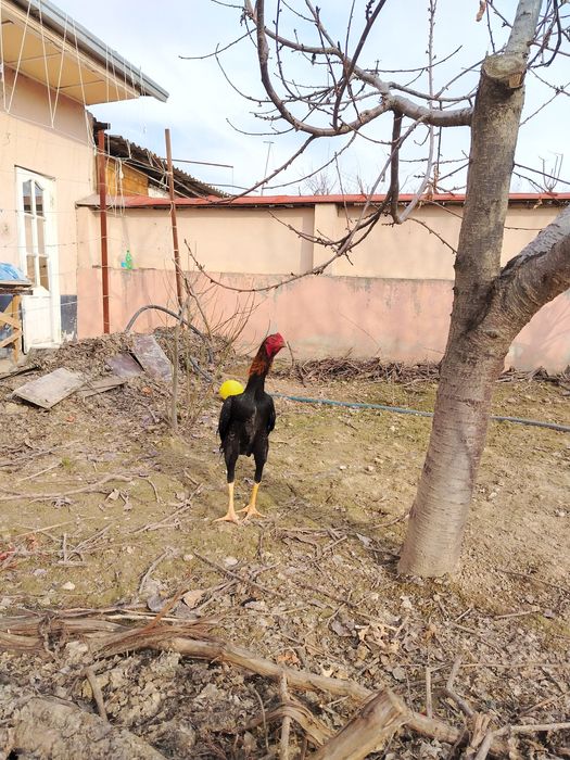 Жужа сотилади зори