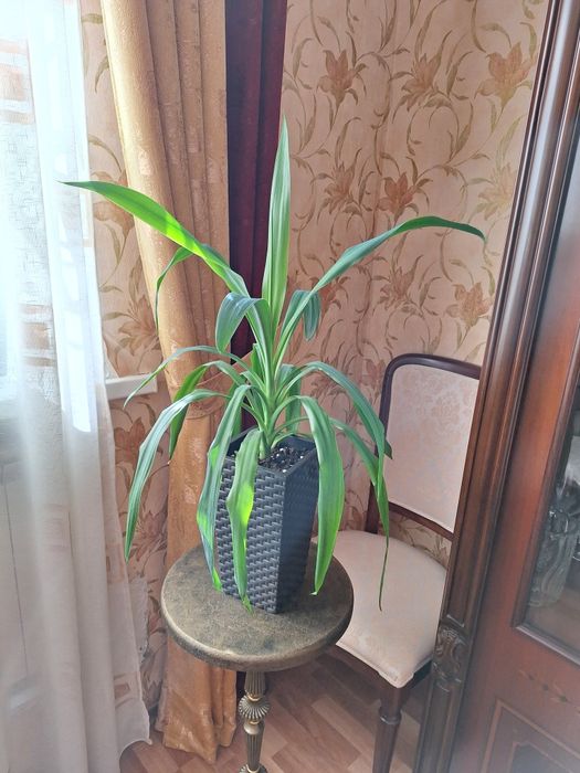 Юкка цветы  продам.