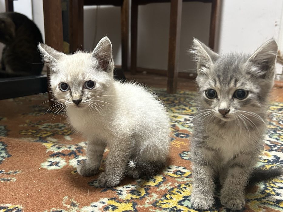 Отдам котят в добрые руки