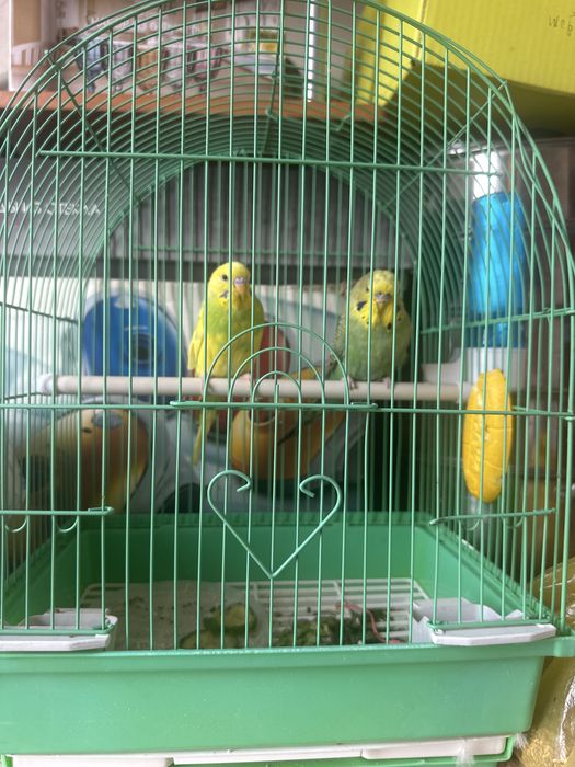 Домашные животные