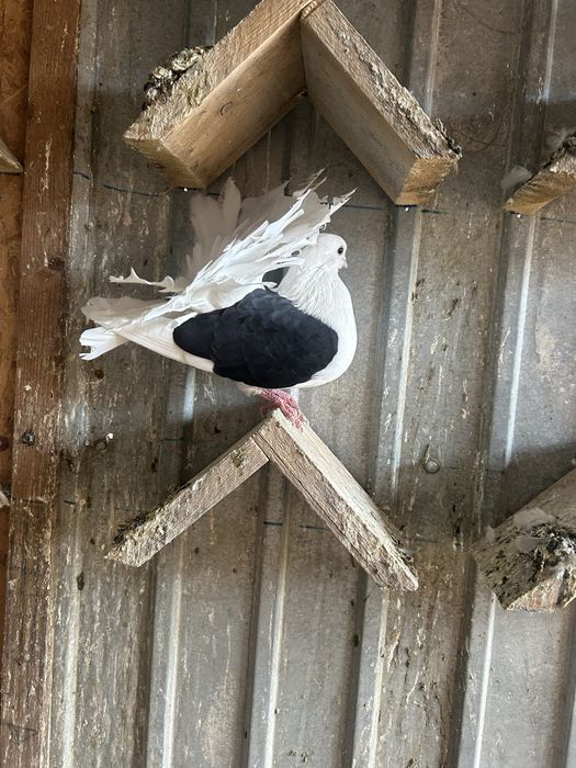 Vand porumbei kingi si pava