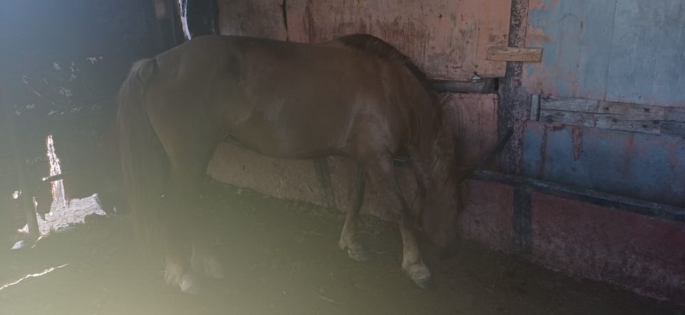 Бие (кобыла) 8 лет