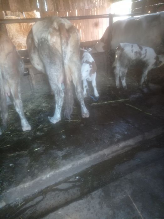 Vacă de vanzare cu vitel