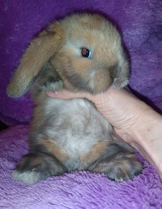 Продаются декоративные кролики порода вислоухий баран