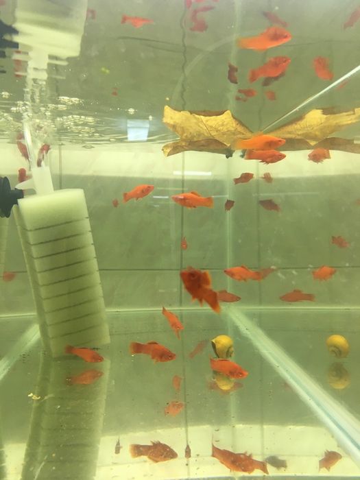 Xipho rosii cu ochii rosii