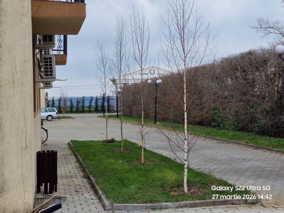 Copaci ornamentali 3-5m oferim transport gratuit