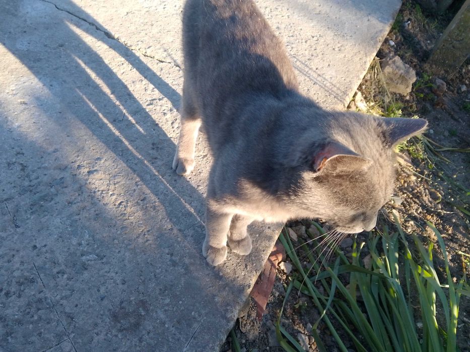 Котка британска сива