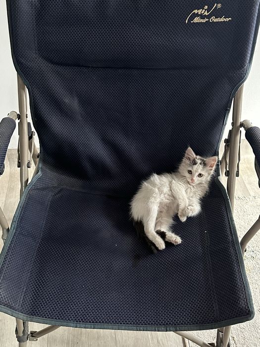 Отдам малютку кошку 2 месяца