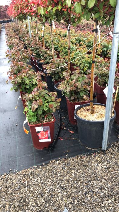 Trandafiri de toate culorile