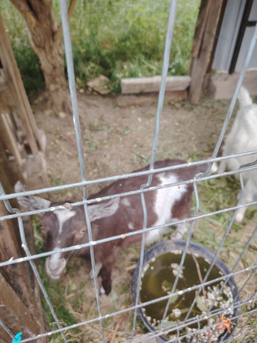 Vând o ieduță și un tapisor din rasa sannen de 5  luni preț 1100ron