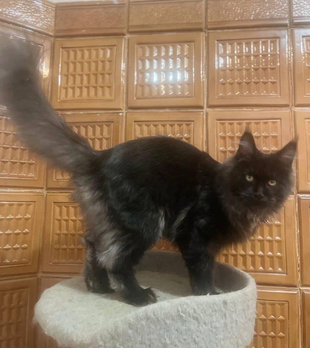 Maine Coon cu părinții campion.
