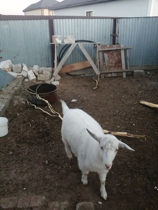 Продаётся козёл хороший