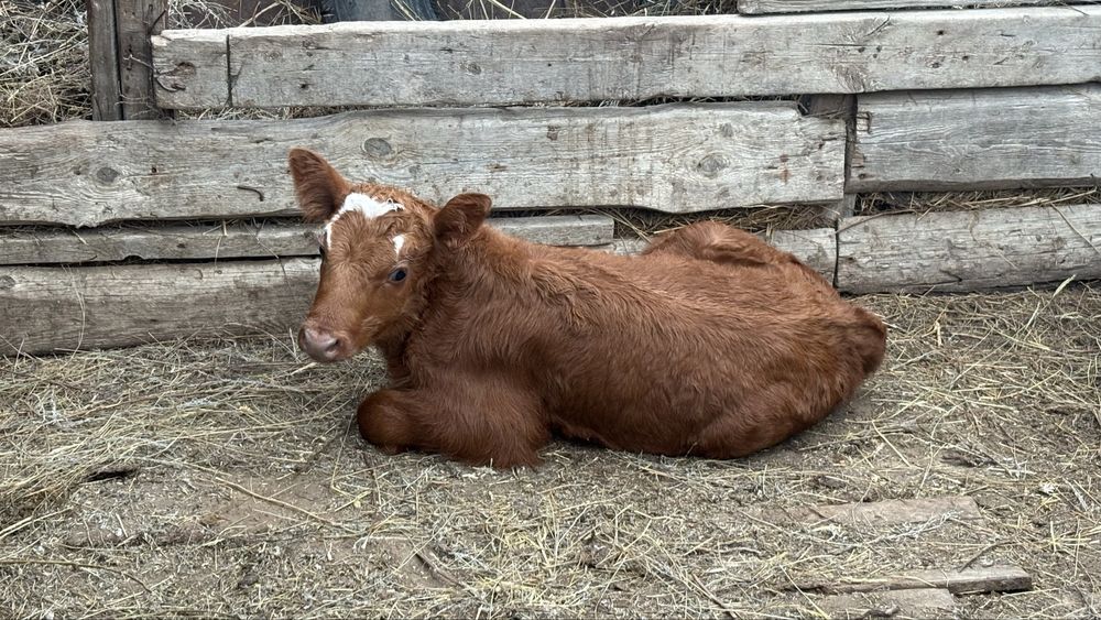 Сиыр малы бұзауымен сатылады