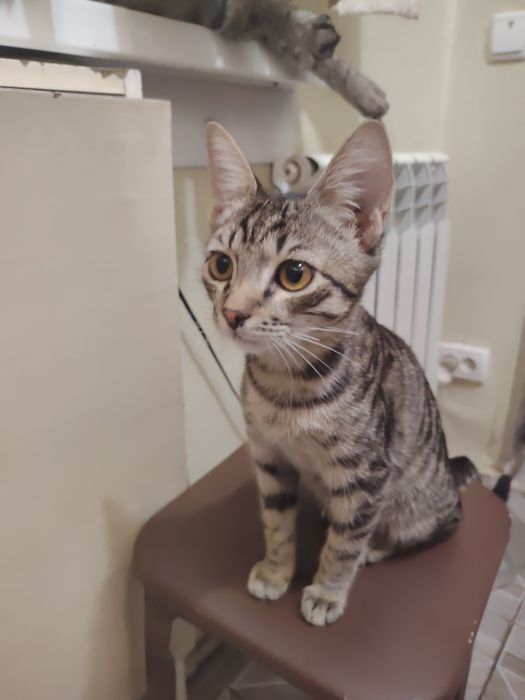 Отдается в добрые руки котик