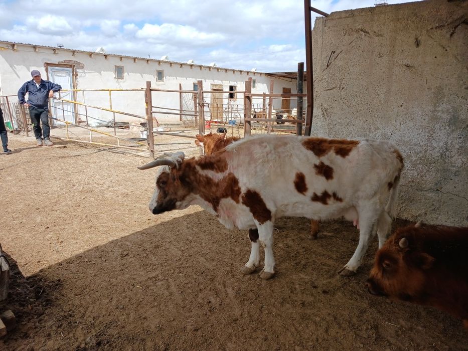 Сцыр сатылады келип кориниздер