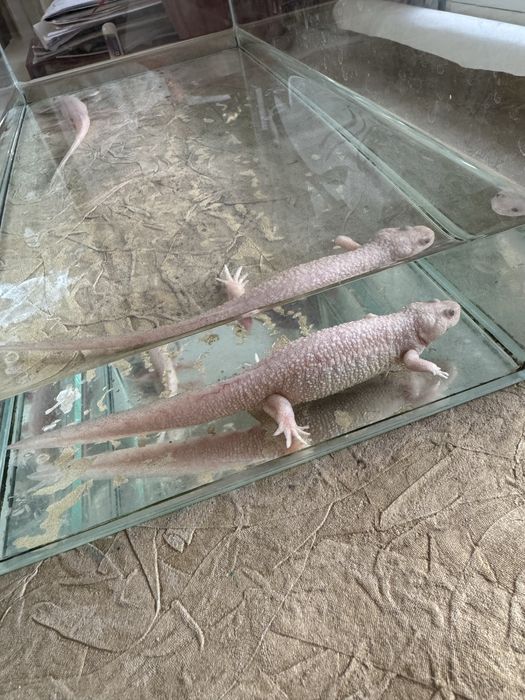 Тритоны  аквариумные