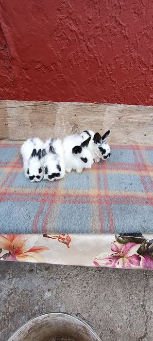 Iepurași Mini Toy de companie