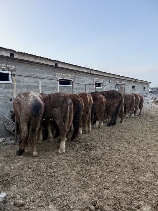 Тай байтал лощадь жылкы