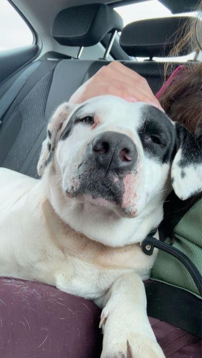 Подарява се стафордширски териер