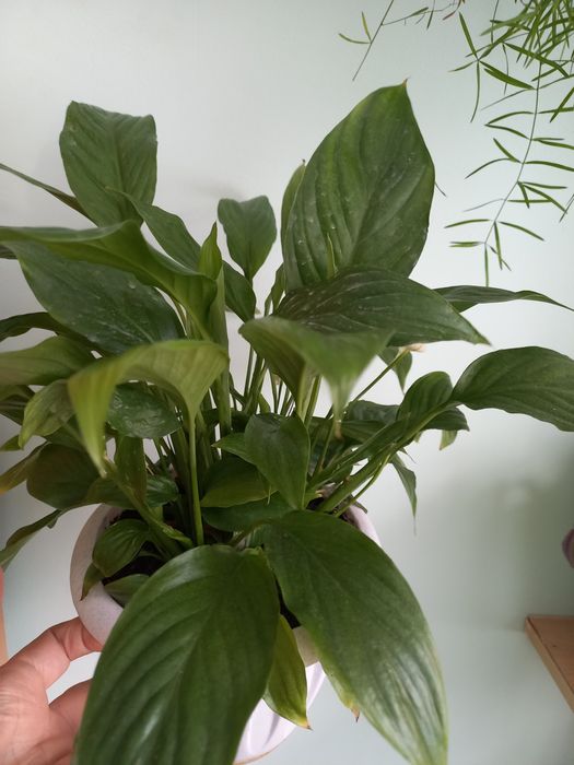 Продам комнатные растения