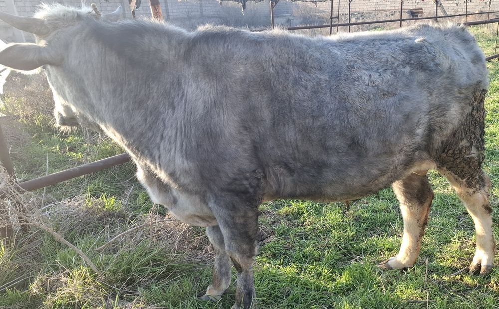 Швет навослар сотилди 2та бир жойда буйи 130дан зиёд , соглом 100%