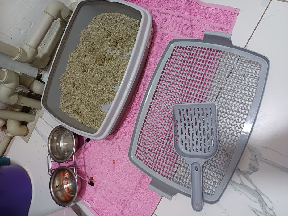 Кішкентай марғау, котёнок