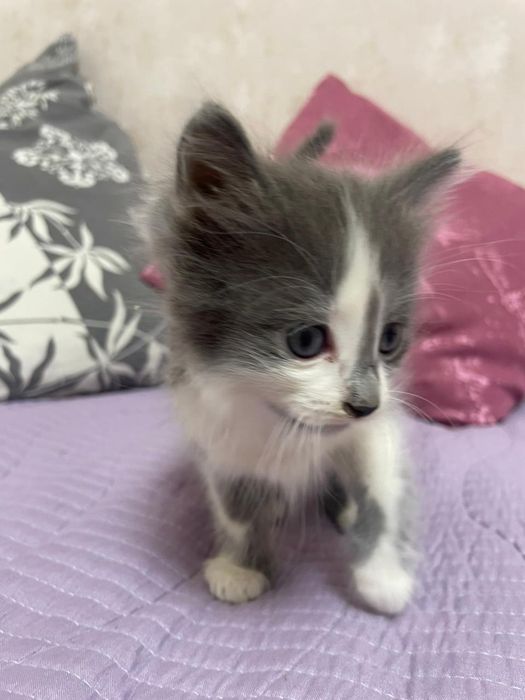Отдам котят в добрые руки