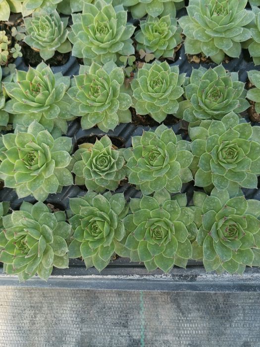 Plante pentru marturii