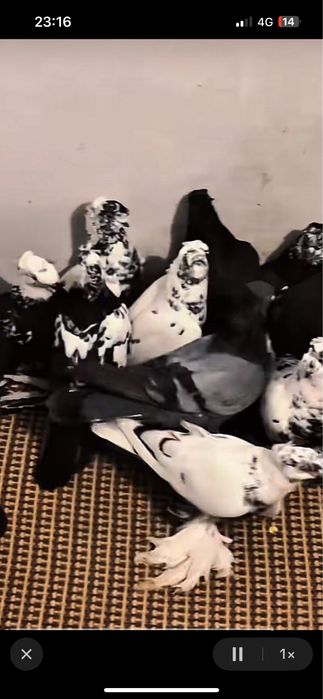 Сочи жуки голуби