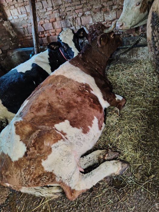 Vaca de vanzare  Bălțata