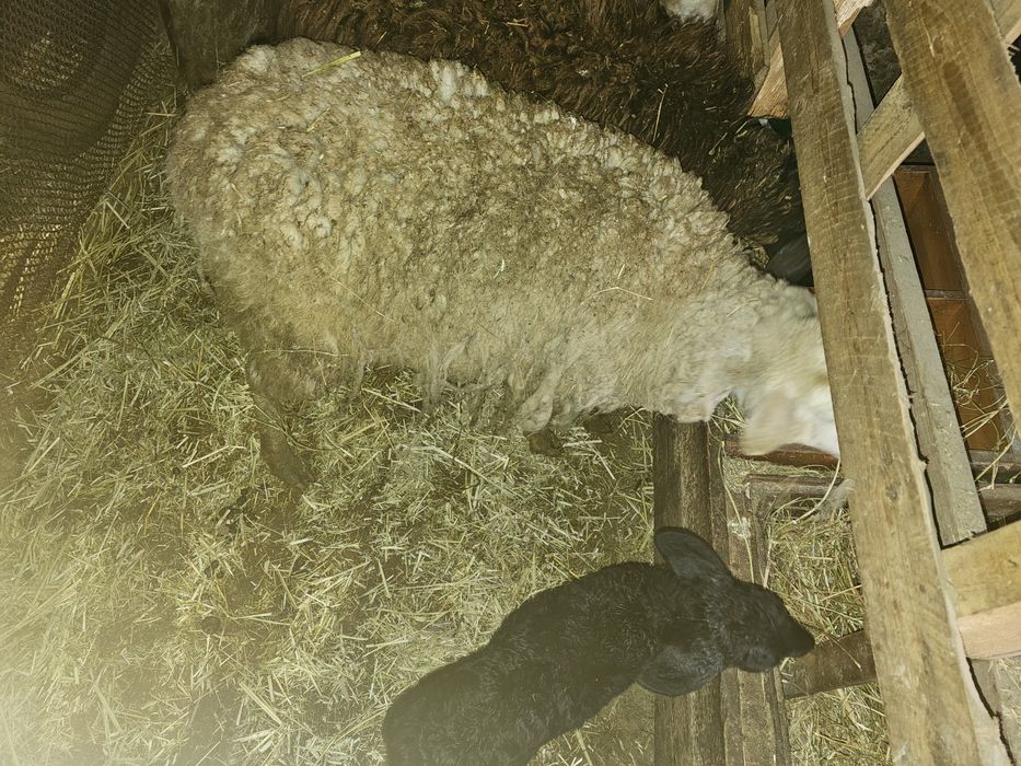 Бараниха с ягненком