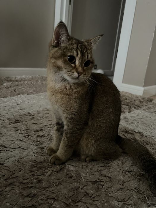 Кошка Золотая шиншилла девочка 1 год
