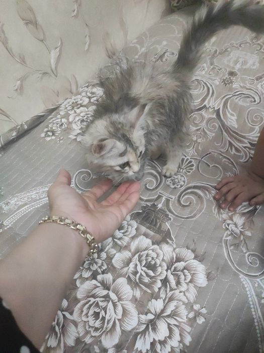 Uy Mushuk sotiladi