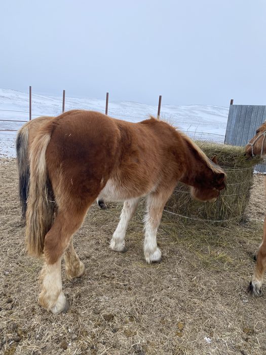 Продается жеребец советский тяжеловоз