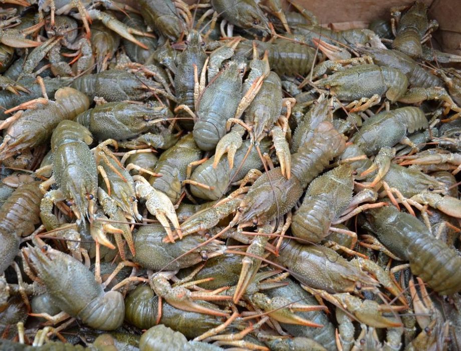 Раки вареные Усть-Каменогорск