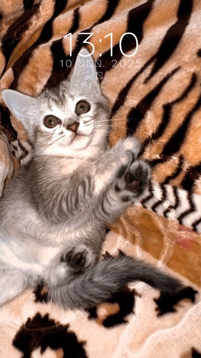 Продается серебристая шиншилла